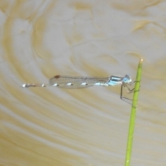 Austrolestes leda at Majura, ACT - 10 Oct 2020