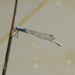 Austrolestes leda at Majura, ACT - 10 Oct 2020