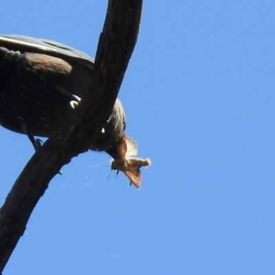 Lepidoptera unclassified ADULT moth (Unidentified - Moth) at Mount Ainslie - 10 Oct 2020 by RodDeb