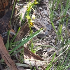 Diuris sulphurea at Downer, ACT - suppressed