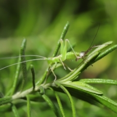 Tettigoniidae (family) at Acton, ACT - 9 Oct 2020