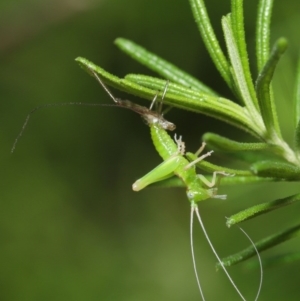 Tettigoniidae (family) at Acton, ACT - 9 Oct 2020