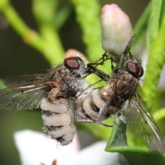 Entomophthora sp. (genus) (Puppeteer Fungus) at Acton, ACT - 9 Oct 2020 by Tim L