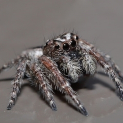 Clynotis severus (Stern Jumping Spider) at Acton, ACT - 9 Oct 2020 by TimL