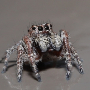 Clynotis severus at Acton, ACT - 9 Oct 2020 01:05 PM