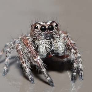 Clynotis severus at Acton, ACT - 9 Oct 2020 01:05 PM