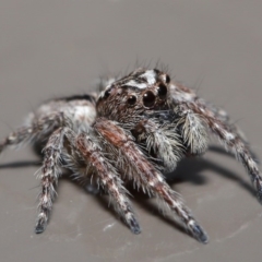 Clynotis severus at Acton, ACT - 9 Oct 2020 01:05 PM