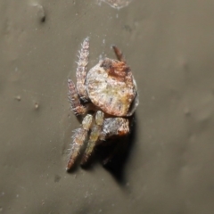 Dolophones sp. (genus) at Acton, ACT - 9 Oct 2020 12:54 PM