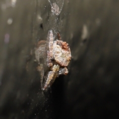 Dolophones sp. (genus) at Acton, ACT - 9 Oct 2020