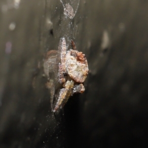 Dolophones sp. (genus) at Acton, ACT - 9 Oct 2020 12:54 PM