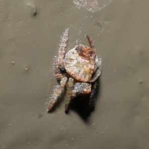 Dolophones sp. (genus) at Acton, ACT - 9 Oct 2020 12:54 PM