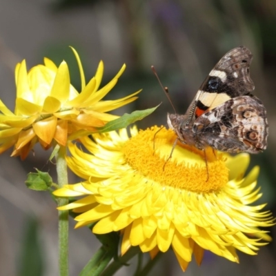 Vanessa itea (Yellow Admiral) at Acton, ACT - 11 Oct 2020 by TimL