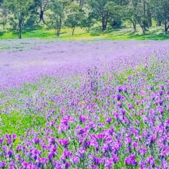 Echium plantagineum (Paterson's Curse) at Watson, ACT - 2 Oct 2020 by Mahmug