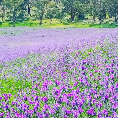 Echium plantagineum (Paterson's Curse) at Watson, ACT - 2 Oct 2020 by Mahmug