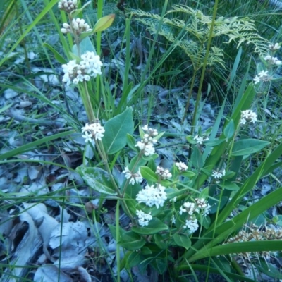 Marsdenia suaveolens (Scented Marsdenia) at Bawley Point, NSW - 2 Oct 2020 by GLemann