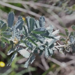 Acacia baileyana (Cootamundra Wattle, Golden Mimosa) at Acton, ACT - 11 Oct 2020 by ConBoekel