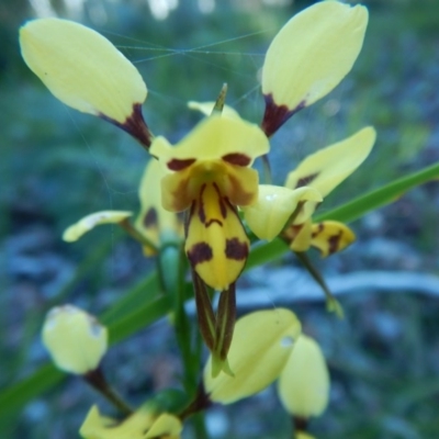 Diuris sulphurea (Tiger Orchid) at Bawley Point, NSW - 2 Oct 2020 by GLemann