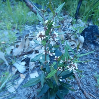 Marsdenia suaveolens (Scented Marsdenia) at Bawley Point, NSW - 2 Oct 2020 by GLemann