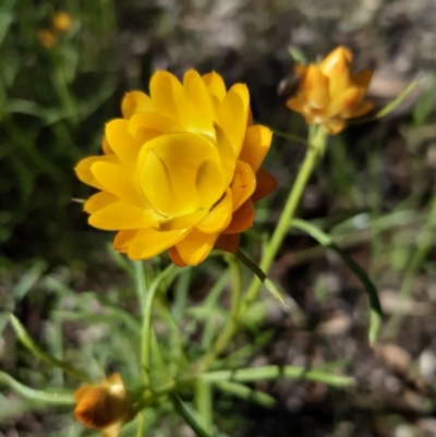 Xerochrysum viscosum (Sticky Everlasting) at Forde, ACT - 9 Oct 2020 by mlech