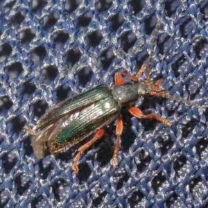 Lepturidea sp. (genus) at O'Connor, ACT - 11 Oct 2020