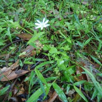 Stellaria flaccida (Forest Starwort) at Bawley Point, NSW - 6 Oct 2020 by GLemann