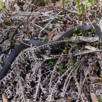 Austrelaps ramsayi (Highlands Copperhead) at Jinden, NSW - 9 Oct 2020 by trevsci