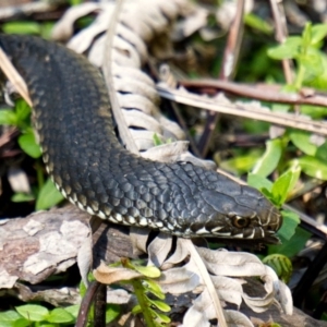 Austrelaps ramsayi at Jinden, NSW - 10 Oct 2020