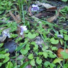 Viola hederacea (Ivy-leaved Violet) at Bawley Point, NSW - 6 Oct 2020 by GLemann