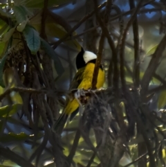 Pachycephala pectoralis (Golden Whistler) at Jinden, NSW - 9 Oct 2020 by trevsci