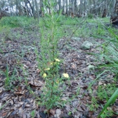 Hibbertia linearis (Showy Guinea Flower) at Bawley Point, NSW - 7 Oct 2020 by GLemann