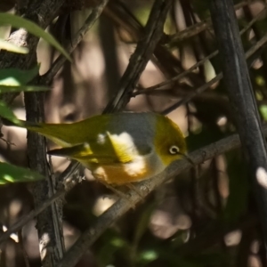 Zosterops lateralis at Jinden, NSW - 10 Oct 2020