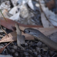 Pygopus lepidopodus (Common Scaly-foot) at Bundanoon - 11 Oct 2020 by pdmantis