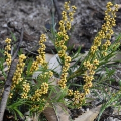 Lomandra obliqua (Twisted Matrush) at Morton National Park - 11 Oct 2020 by pdmantis