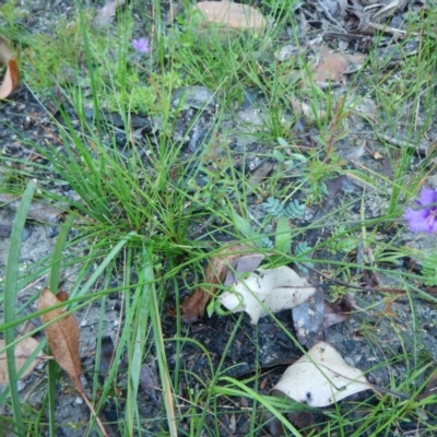 Thysanotus juncifolius (Branching Fringe Lily) at Bawley Point, NSW - 7 Oct 2020 by GLemann