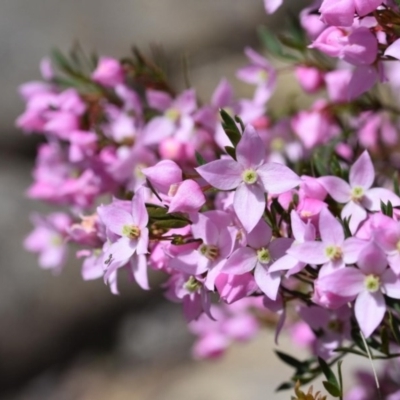 Boronia floribunda at Bundanoon - 11 Oct 2020 by pdmantis