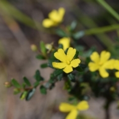 Hibbertia empetrifolia subsp. empetrifolia at Bundanoon, NSW - 11 Oct 2020 by pdmantis