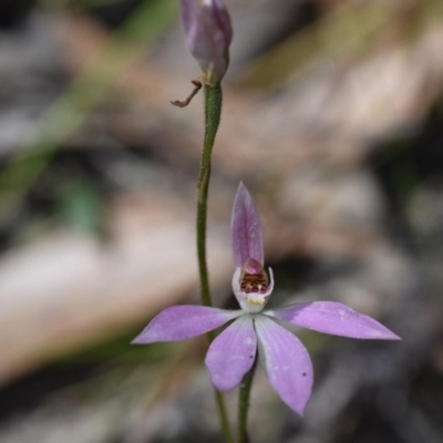 Caladenia carnea (Pink Fingers) at Morton National Park - 11 Oct 2020 by pdmantis