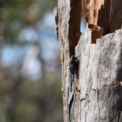 Pauropsalta mneme (Alarm Clock Squawker) at Bundanoon - 11 Oct 2020 by pdmantis