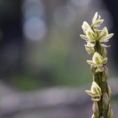 Prasophyllum elatum (Tall Leek Orchid) at Bundanoon, NSW - 11 Oct 2020 by pdmantis