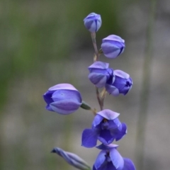 Thelymitra ixioides (Dotted Sun Orchid) at Bundanoon, NSW - 11 Oct 2020 by pdmantis