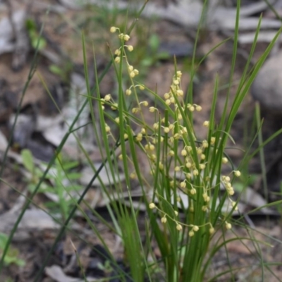 Lomandra filiformis (Wattle Mat-rush) at Morton National Park - 11 Oct 2020 by pdmantis