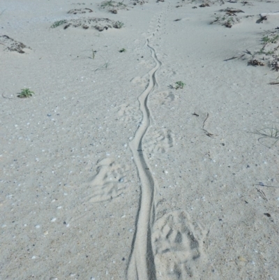 Varanus rosenbergi at Bawley Point, NSW - 10 Oct 2020 by GLemann