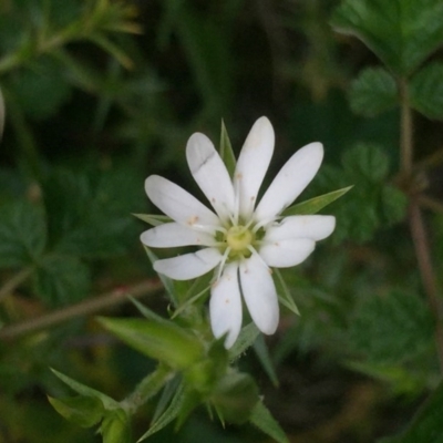 Stellaria pungens (Prickly Starwort) at Downer, ACT - 10 Oct 2020 by Jubeyjubes