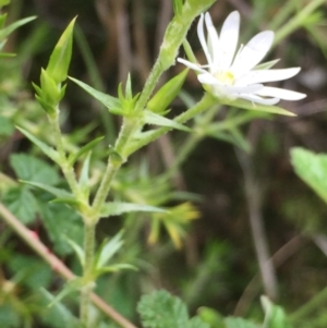 Stellaria pungens at Downer, ACT - 10 Oct 2020