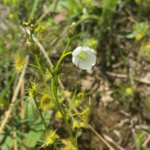 Drosera gunniana at Downer, ACT - 10 Oct 2020