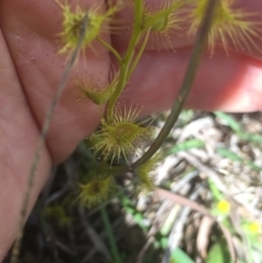 Drosera gunniana at Downer, ACT - 10 Oct 2020 01:49 PM