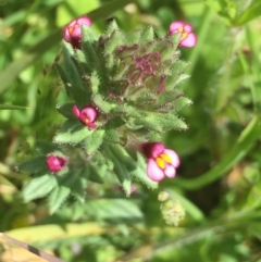 Parentucellia latifolia (Red Bartsia) at Downer, ACT - 10 Oct 2020 by Jubeyjubes