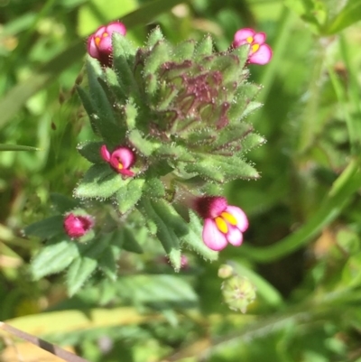 Parentucellia latifolia (Red Bartsia) at Downer, ACT - 10 Oct 2020 by Jubeyjubes