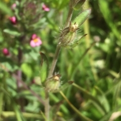 Parentucellia latifolia at Downer, ACT - 10 Oct 2020