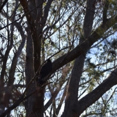 Zanda funerea (Yellow-tailed Black-Cockatoo) at Welby - 22 Jul 2020 by pdmantis
